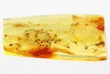 Detailed Fossil True Midge Swarm (Chironomidae) In Baltic Amber #346409-1